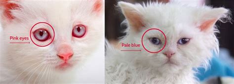 Do White Cats Have Health Problems – .